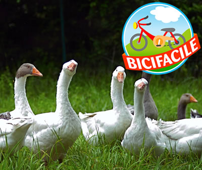 15_05_2011_vicenza.jpg